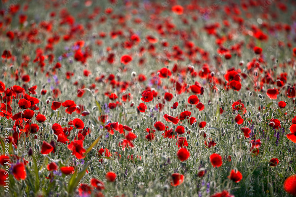 Fototapeta premium Poppy flowers in spring