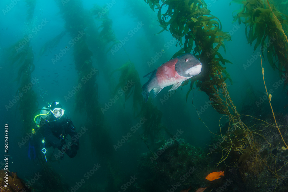 Diving with the male California Sheephead fish in kelp forest Diving with the male California Sheephead fish in kelp forest