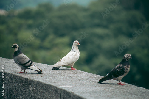 Hungry pigeon on the street in the city © Hennadii