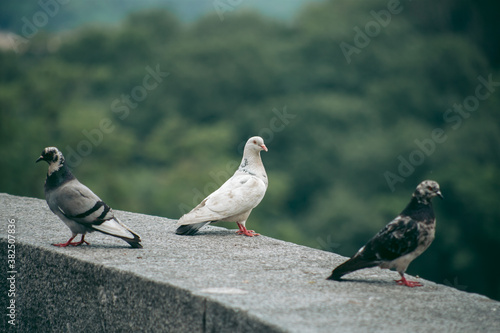 Hungry pigeon on the street in the city