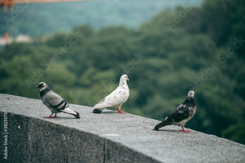 Hungry pigeon on the street in the city