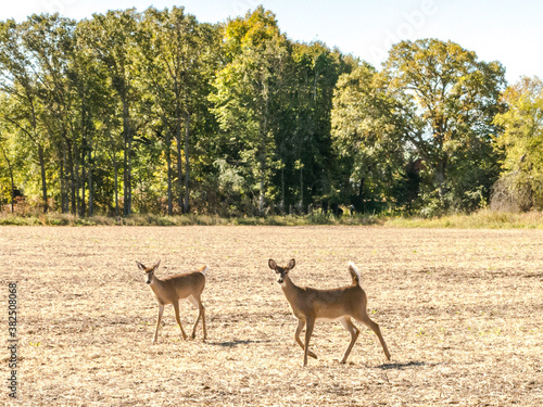 Twin deer fawns looking at the camera in a farm field of soybean stubble with green trees in the background.