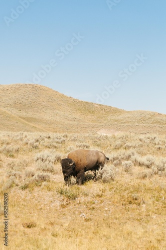 Yellowstone photo