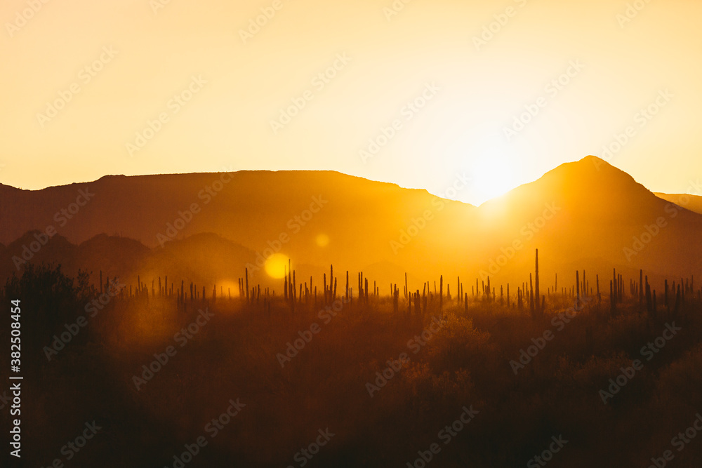 Desert with cactus and mountains at sunset Desert with cactus and mountains at sunset