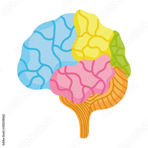 colored human brain parts organ isolated icon style
