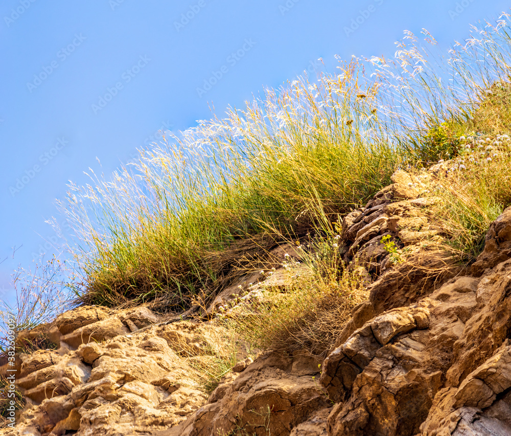 wild plants in the rocks with blue sky wild plants in the rocks with blue sky