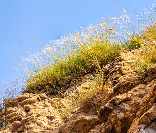 wild plants in the rocks with blue sky