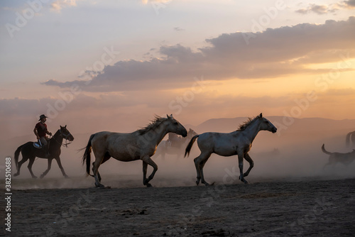 Wild horses run in foggy at sunset. Near Hormetci Village, between Cappadocia and Kayseri, Turkey