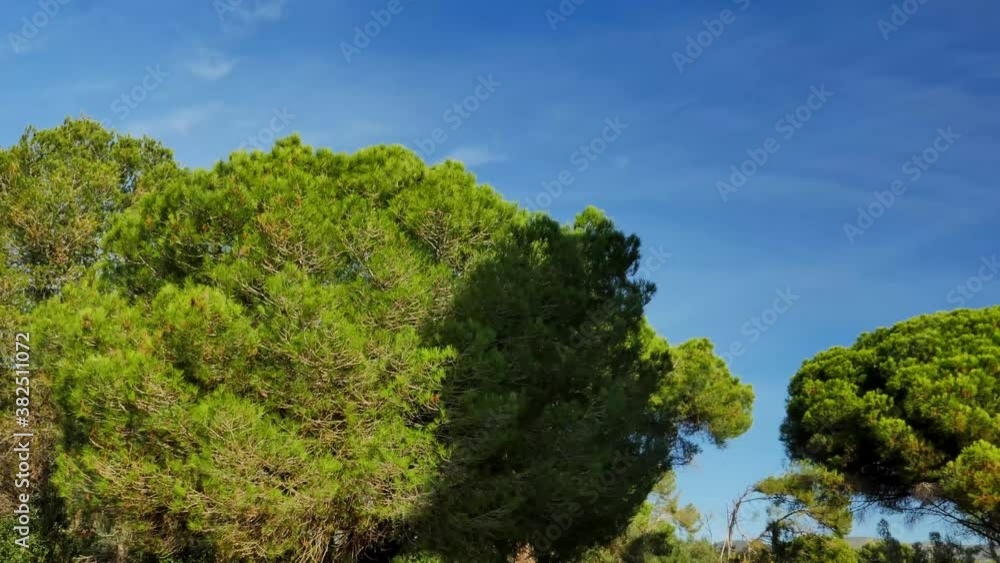 Light and shadow moving on pine tree, time-lapse, Barcelona in Spain Light and shadow moving on pine tree, time-lapse, Barcelona in Spain