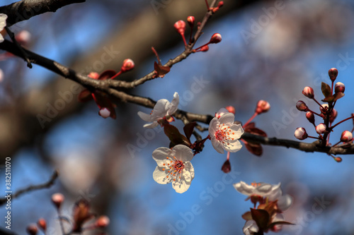 Beautiful floral spring abstract background of nature. Branches of blossoming fruits.