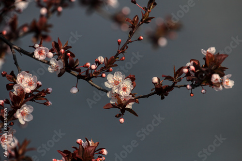 Beautiful floral spring abstract background of nature. Branches of blossoming fruits. © photokrle