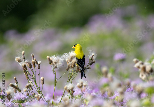 American Goldfinch Sitting on Thistle Down