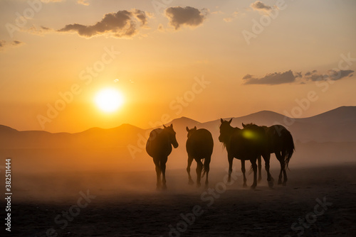 Wild horses run in foggy at sunset. Near Hormetci Village, between Cappadocia and Kayseri, Turkey © attraction art
