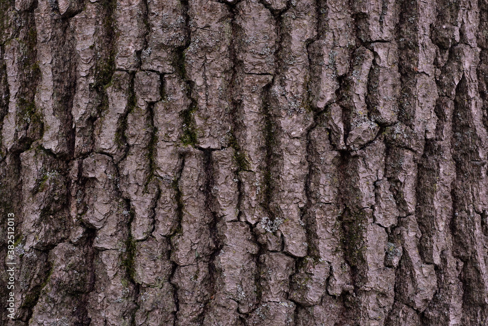 Oak Tree Bark Oak Tree Bark