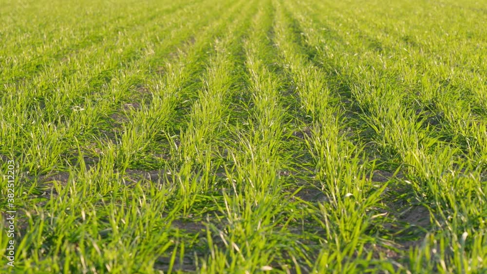 Close up of green growing wheat seedlings in farm field, panning shot. Close up of green growing wheat seedlings in farm field, panning shot.