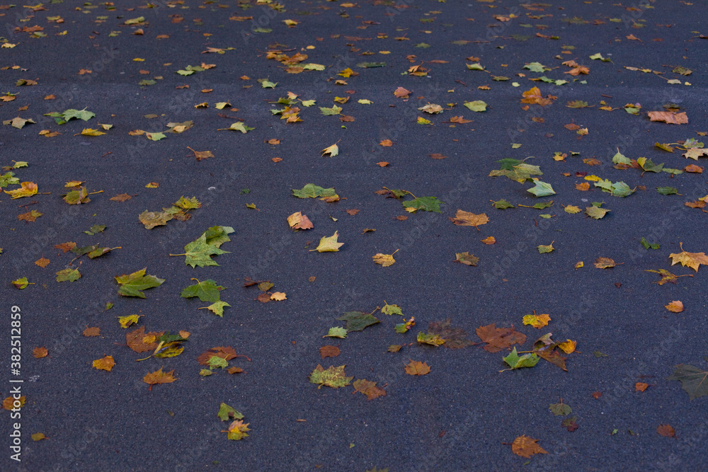 autumn leaves autumn leaves
