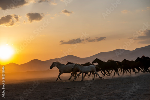 Wild horses run in foggy at sunset. Near Hormetci Village  between Cappadocia and Kayseri  Turkey