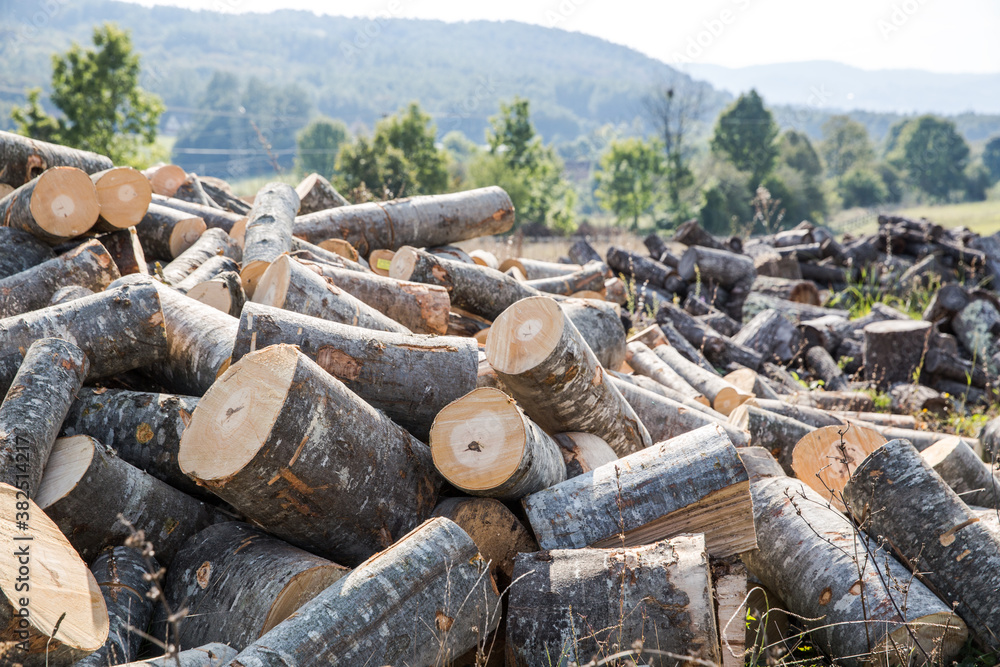 A woodpile of chopped lumber in the forest A woodpile of chopped lumber in the forest