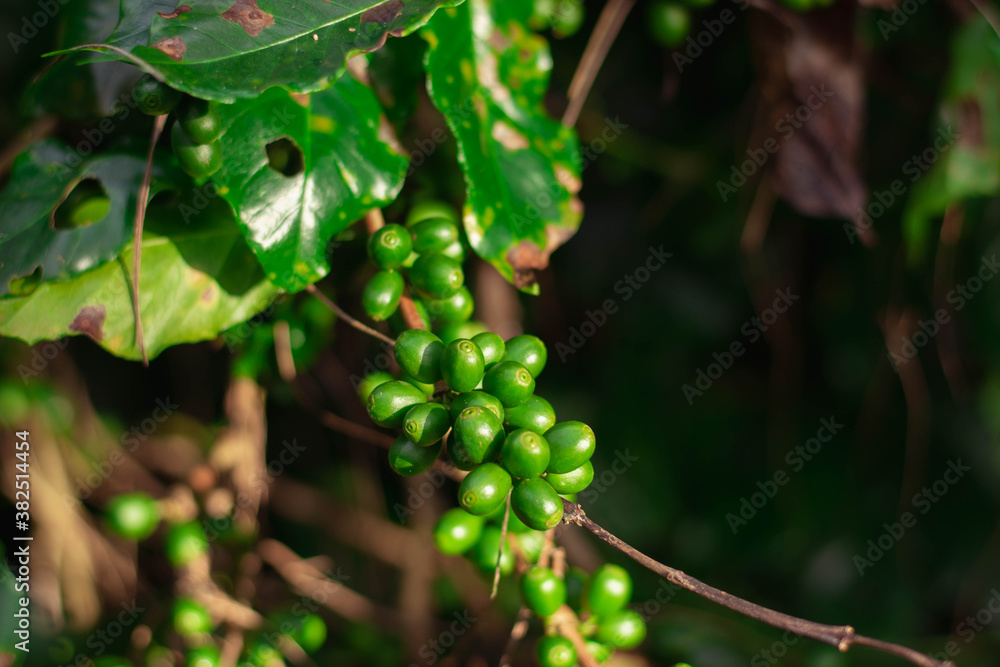 Cherry coffee that is currently producing but not yet ripe is being green Cherry coffee that is currently producing but not yet ripe is being green