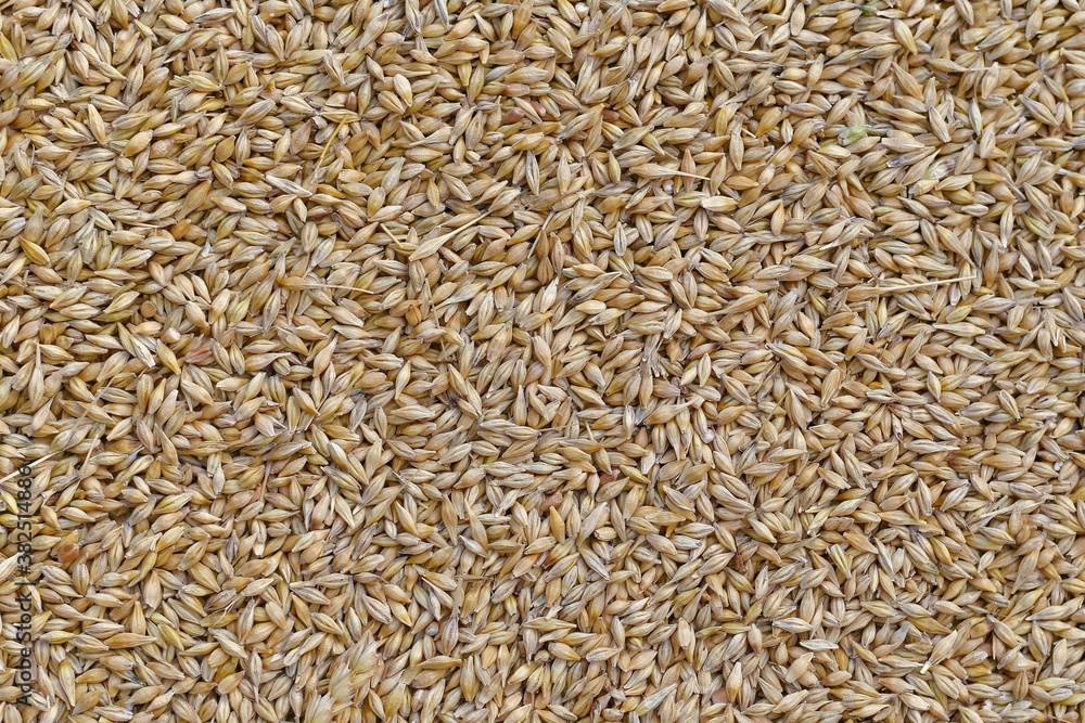 Unprocessed barley grains in husk, in large quantities.