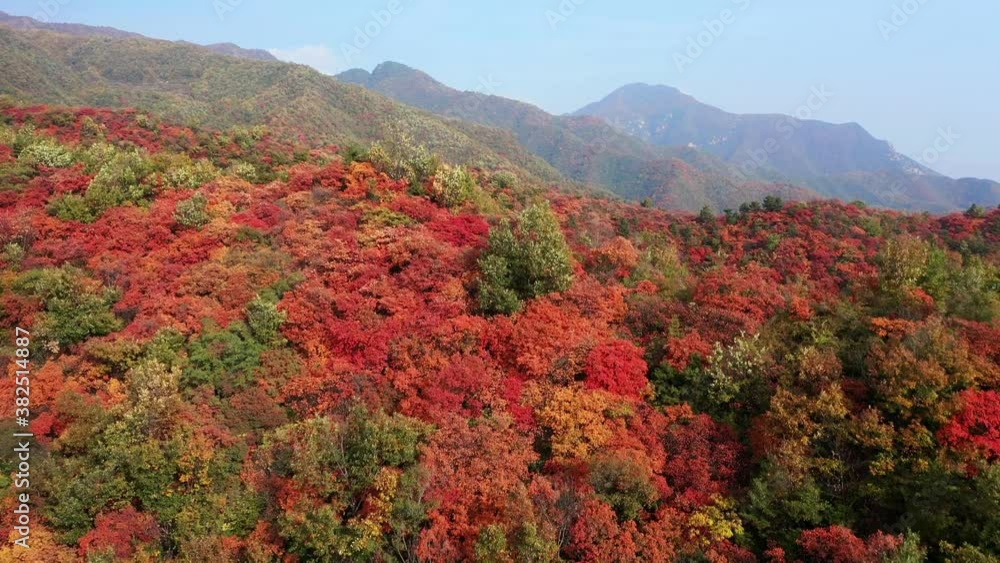 Panorama of autumn Chinese mountain, beautiful red leaf forest in Henan Panorama of autumn Chinese mountain, beautiful red leaf forest in Henan