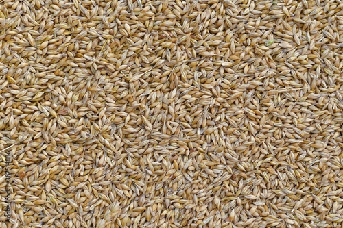 Unprocessed barley grains in husk, in large quantities.