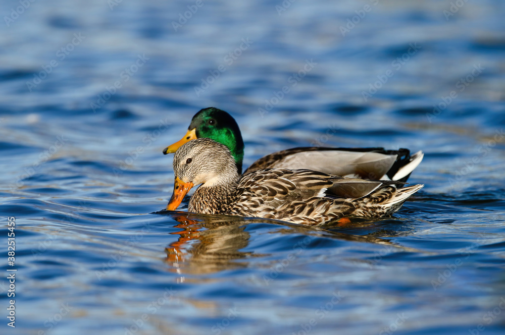 Fototapeta premium A female Mallard duck dabbles in a pretty blue water lake while her mate swims closely beside her.