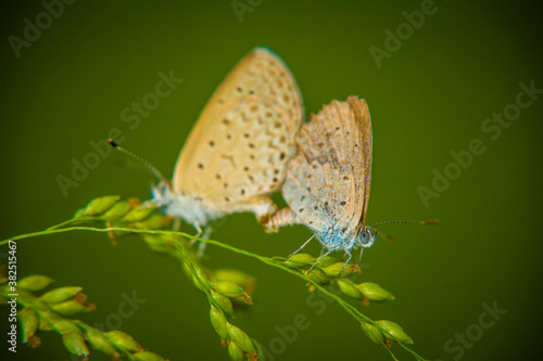 Wallpaper Mural Dark Grass Blue butterfly Torontodigital.ca