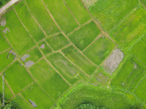 Field image, Rice fields High angle shot From drones in Thailand