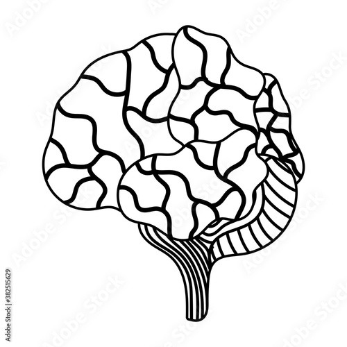 human brain parts organ isolated icon style
