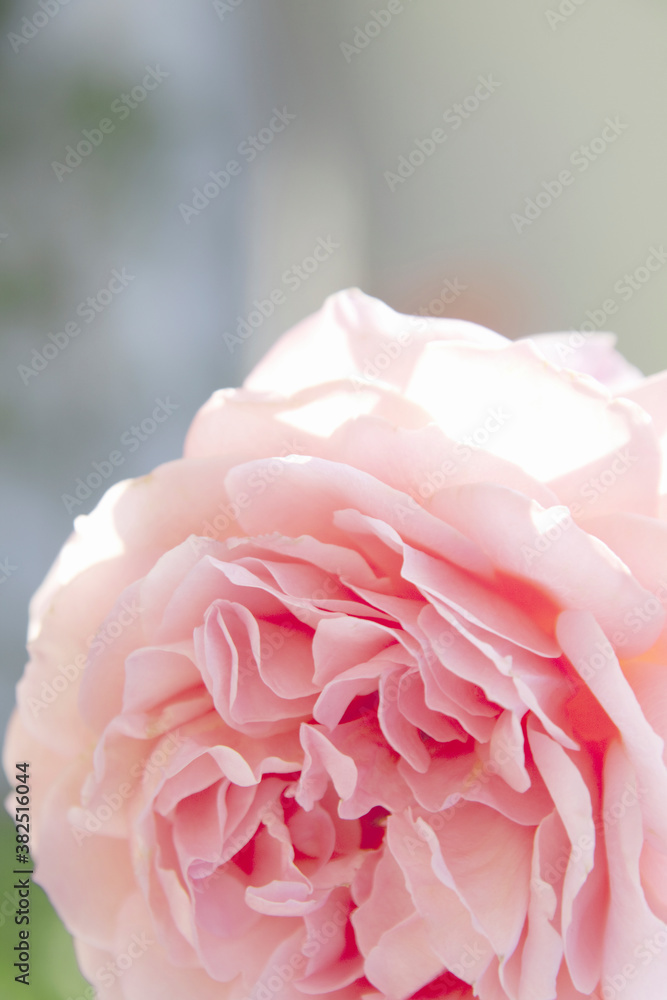 Obraz premium バラの花