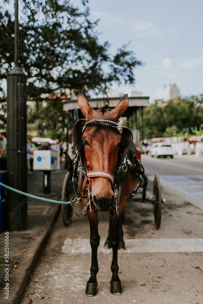 Horse carriage parked in New Orleans, Louisiana Horse carriage parked in New Orleans, Louisiana