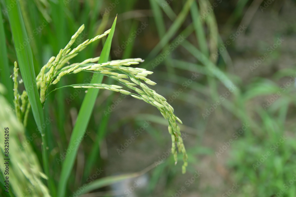 Paddy field and ear of rice near harvest Paddy field and ear of rice near harvest