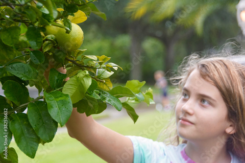 Girl reaching up to pluck a lime from a tree