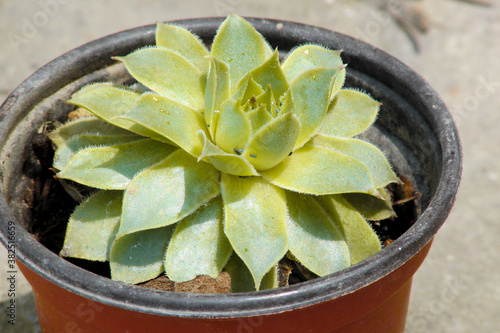 plantita photo
