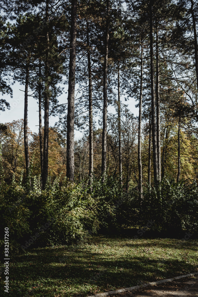 Autumn Autumn