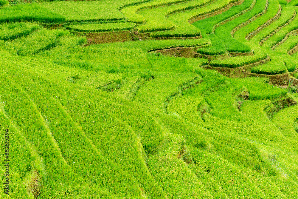Vietnamese rice fields in Sapa, Vietnam Vietnamese rice fields in Sapa, Vietnam