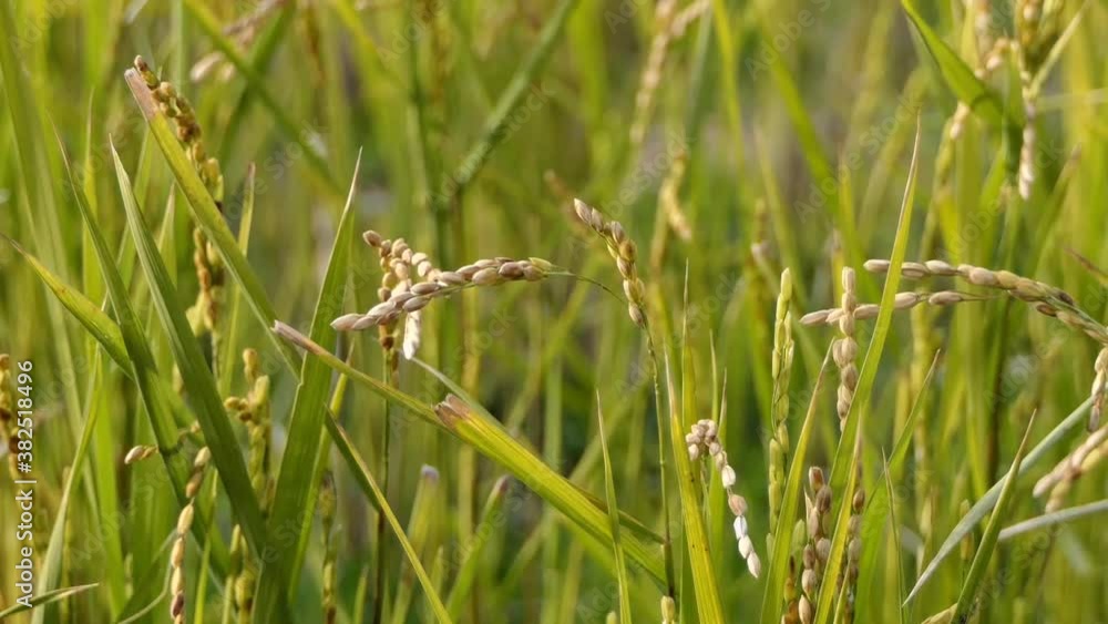 Close up the paddy rice crop. Green ears of rice swinging on wind in the field background. Green fresh rice plant blowing in the wind. Close up the paddy rice crop. Green ears of rice swinging on wind in the field background. Green fresh rice plant blowing in the wind.