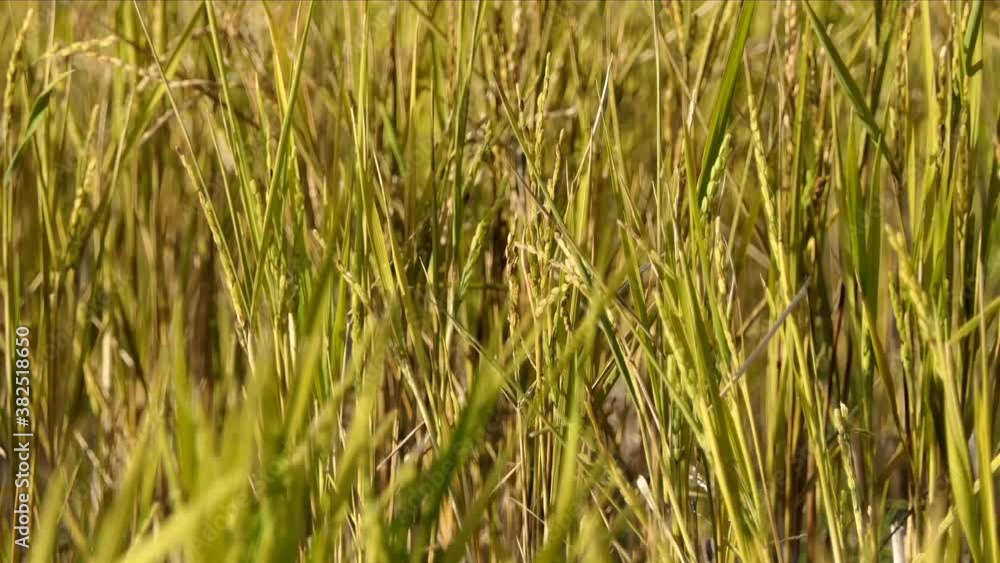 Close up the paddy rice crop. Green ears of rice swinging on wind in the field background. Green fresh rice plant blowing in the wind. Close up the paddy rice crop. Green ears of rice swinging on wind in the field background. Green fresh rice plant blowing in the wind.