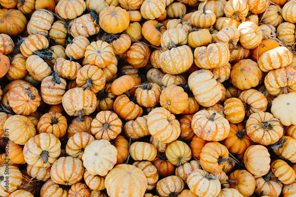Small orange pumpkins sitting in a bin Small orange pumpkins sitting in a bin