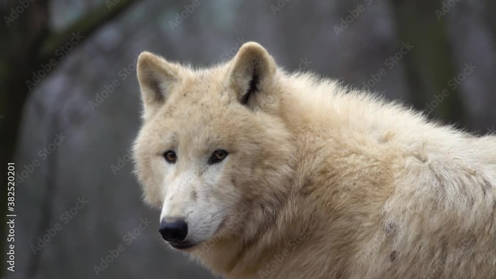 The Arctic wolf (Canis lupus arctos) slow motion
The Arctic wolf (Canis lupus arctos) slow motion