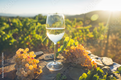 Glass of white wine in a vineyard at sunset photo