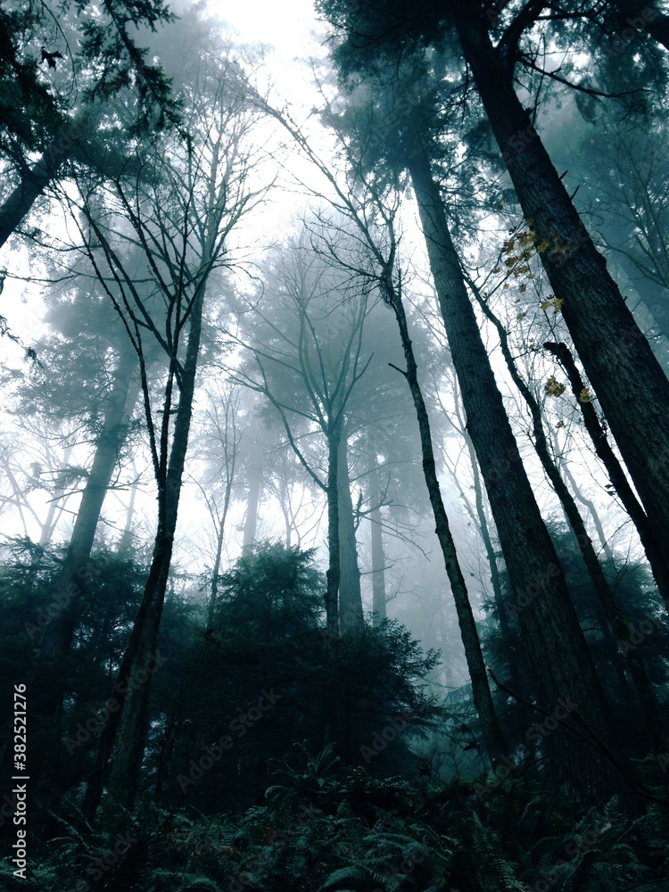 Dark Foggy Trees Dark Foggy Trees