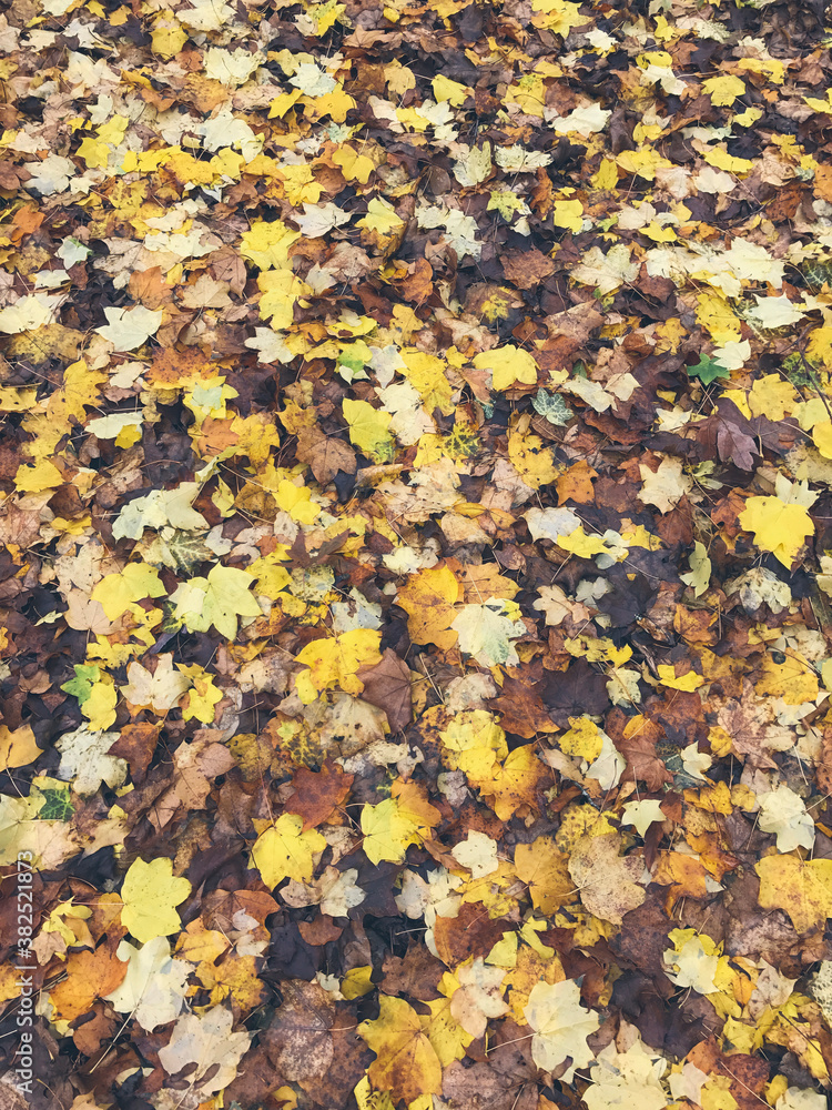 Pile of maple leaves in autumn Pile of maple leaves in autumn