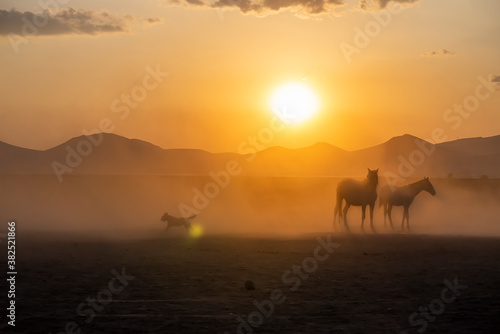 Wild horses run in foggy at sunset. Near Hormetci Village, between Cappadocia and Kayseri, Turkey © attraction art