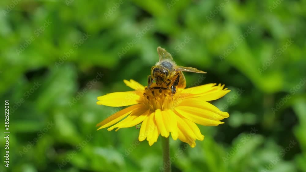 Closeup of bee collecting nectar on yellow Chrysanthemum indicum, bee flying away from yellow flower Closeup of bee collecting nectar on yellow Chrysanthemum indicum, bee flying away from yellow flower