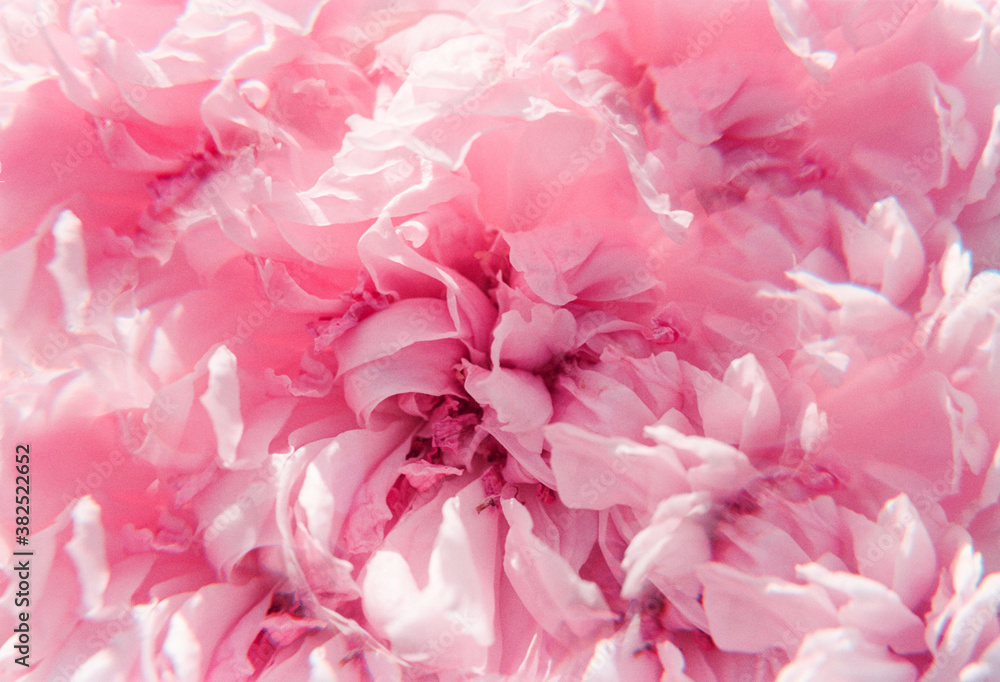 Dreamy close up shot of pink rose petals Dreamy close up shot of pink rose petals