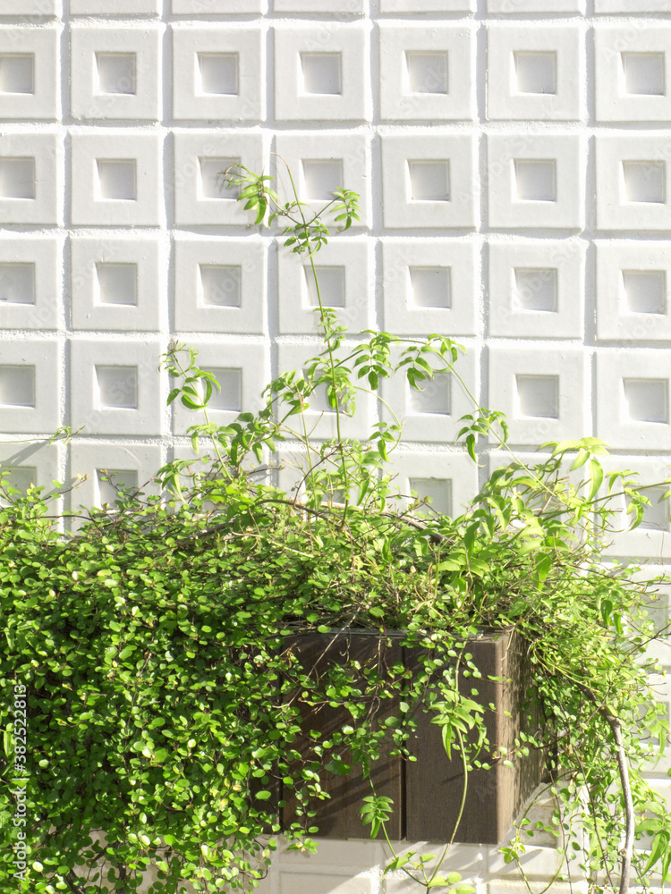 Fototapeta premium 白い壁と観葉植物