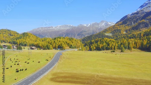 Aerial view of St. Moritz in Switzerland in autumn, cattle and horses grazing on meadow, car moving on the road, larch forest, Piz Vadret and Piz Languard, a high Alpine resort town photo