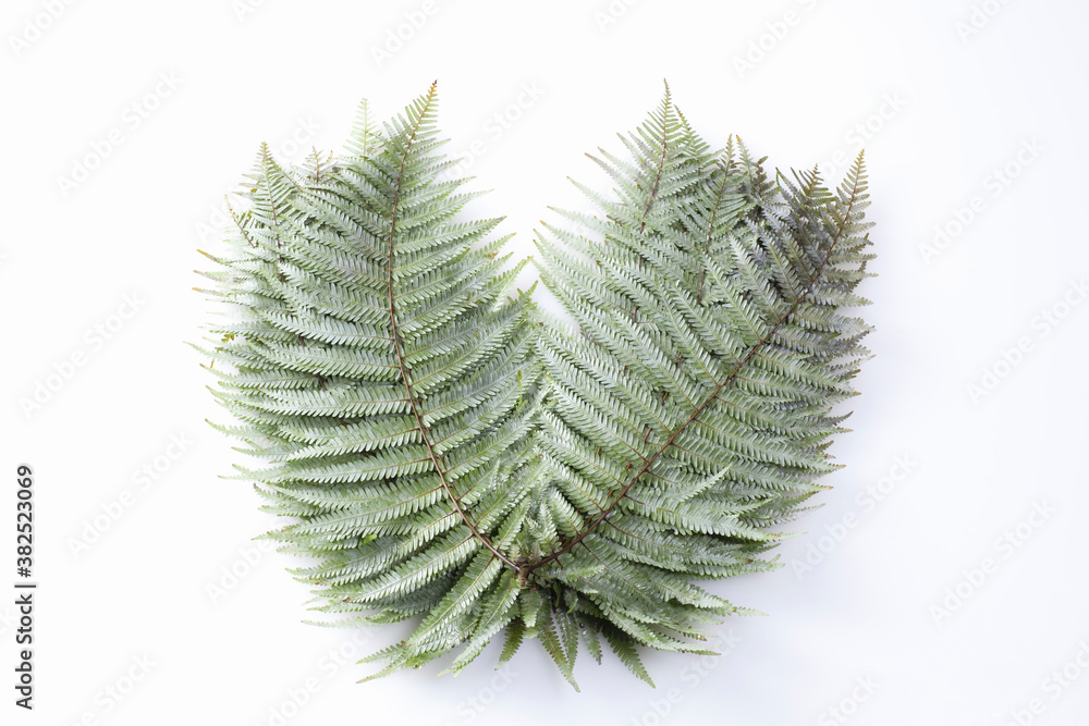 Naklejka premium ウラジロ